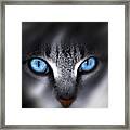 Baby Blues Framed Print