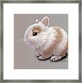 Baby Bunny Framed Print