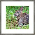 Baby Bunny Framed Print