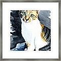Baby - Calico Cat Painting Framed Print