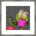 Baby Conure Trio Framed Print