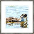 Baby Coot Framed Print