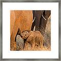 Baby Elephant 2 Framed Print