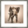 Baby Elephant Mock Charging Framed Print