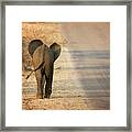 Baby Elephant Rear View Framed Print