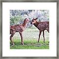 Baby Elk Framed Print