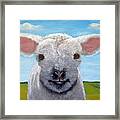 Baby Farm Lamb Sheep Framed Print