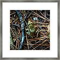 Baby Frog Framed Print