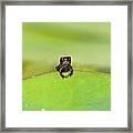 Baby Frog On Lily Pad 8967 Framed Print