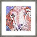 Baby Goat Framed Print