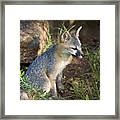 Baby Gray Fox Resting On Bluff Side Framed Print