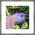 Baby Great Blue Heron - Two Framed Print