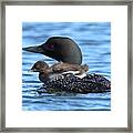 Baby Loon Pram Framed Print