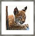 Baby Lynx Framed Print