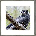 Baby Magpie 1 Framed Print
