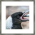 Baby Magpie 2 Framed Print