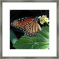 Baby Monarch Framed Print