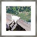 Baby Mountain Goat On Mount Massive Colorado Framed Print