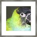 Baby Nanday Conure Framed Print