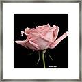 Baby Pink Rose Two Framed Print