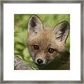 Baby Red Fox Framed Print