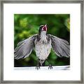 Baby Scrub Jay Wants Food Framed Print