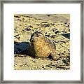 Baby Seal In Sand Framed Print