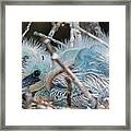 Baby Snowy Egrets Framed Print