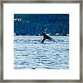 Baby Whale Tail Framed Print