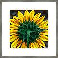 Back Of Sunflower Framed Print