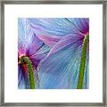 Back Of Two Blue Poppies Framed Print