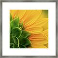 Back View Of Sunflower Framed Print