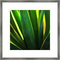 Backlit Agave Framed Print