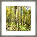 Backlit Aspen Trail Framed Print