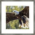 Backlit Eagle Framed Print
