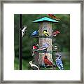 Backyard Bird Feeder Framed Print