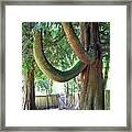 Backyard Cedar Framed Print