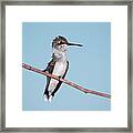 Bad Feather Day Framed Print