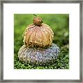 Balance With Nature Framed Print