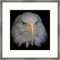 Bald Eagle 1 Framed Print