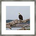 Bald Eagle #1 Framed Print