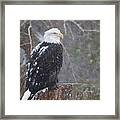 Bald Eagle 1 Framed Print