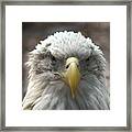 Bald Eagle 450 Framed Print