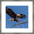 Bald Eagle At Touch Down Framed Print