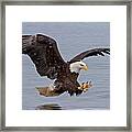 Bald Eagle Diving For Fish In Falling Snow Framed Print
