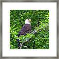 Bald Eagle In Tree Framed Print