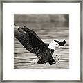 Bald Eagle Landing Framed Print