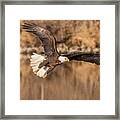Bald Eagle Lines Up For The Kill Framed Print