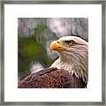 Bald Eagle Majestic Framed Print