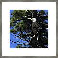 Bald Eagle Perched On Tree Framed Print